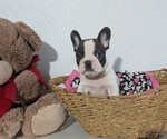 Small #5 Faux Frenchbo Bulldog