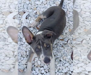 Great Dane-Unknown Mix Dogs for adoption in Valrico, FL, USA