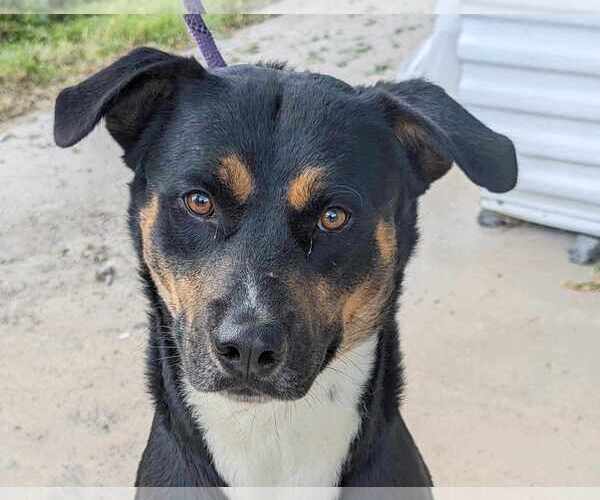 Medium Photo #1 Rottweiler-Unknown Mix Puppy For Sale in Anniston, AL, USA