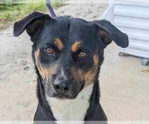 Rottweiler-Unknown Mix Dogs for adoption in Anniston, AL, USA