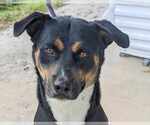 Small Rottweiler Mix
