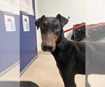 Small Doberman Pinscher