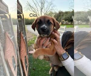 Shepradors Dogs for adoption in Turlock, CA, USA