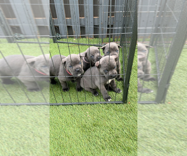 Medium Photo #5 Cane Corso Puppy For Sale in JOLIET, IL, USA