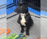 Small #30 Labrador Retriever Mix