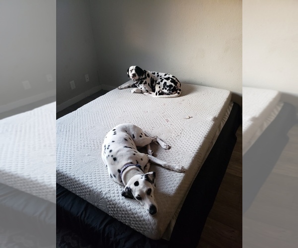 Medium Photo #1 Dalmatian Puppy For Sale in ARLINGTON, TX, USA