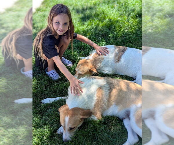 Medium Photo #11 Australian Shepherd-Unknown Mix Puppy For Sale in Sandy, UT, USA