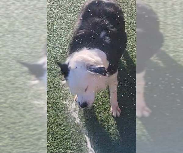 Medium Photo #6 Border Collie Puppy For Sale in Highland, IL, USA