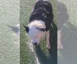 Small #5 Border Collie