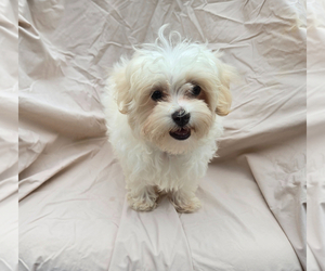 Maltese Puppy for sale in CORNERSVILLE, TN, USA