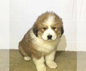 Great Bernese Puppy for sale in FREDERICKSBG, OH, USA