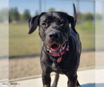 Small #42 American Pit Bull Terrier Mix