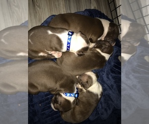 American Bully-American Pit Bull Terrier Mix Puppy for sale in MUSKEGON, MI, USA