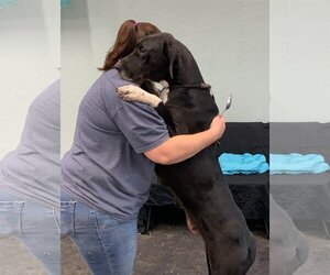 Naomi - Female Great Pyredane Dog for Adoption - Photo #4