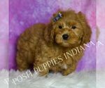 Small Photo #53 Goldendoodle (Miniature) Puppy For Sale in WARSAW, IN, USA