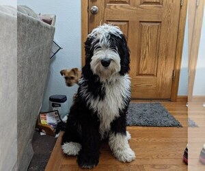 Mother of the Sheepadoodle puppies born on 11/09/2022