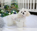Small Photo #16 Maltese Puppy For Sale in HILO, HI, USA