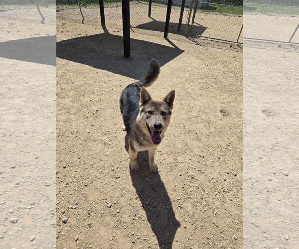 Medium Photo #1 Mutt Puppy For Sale in Maquoketa, IA, USA