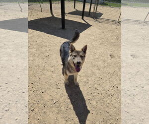 Mutt Dogs for adoption in Maquoketa, IA, USA