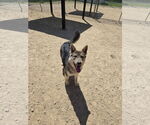 Small Mutt