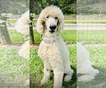 Small #1 Poodle (Standard)