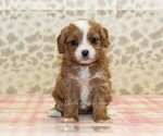 Small #2 Cavapoo