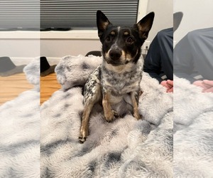 Mutt Dogs for adoption in Duluth, MN, USA