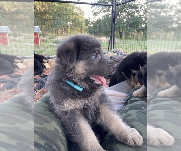 Medium Photo #13 German Shepherd Dog Puppy For Sale in BOERNE, TX, USA