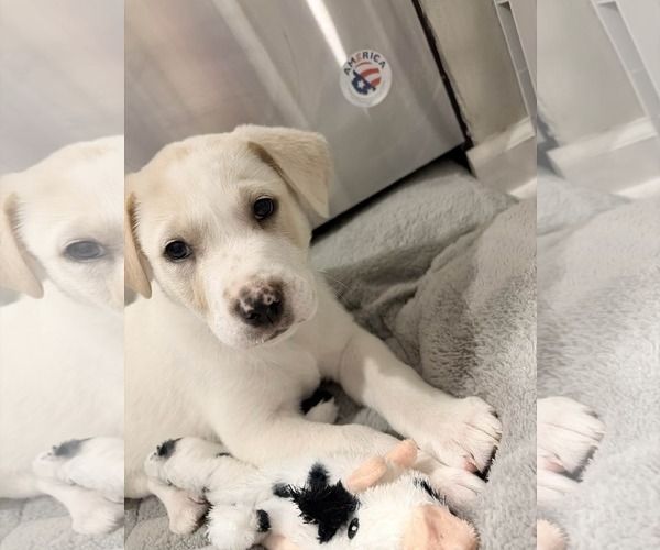 Medium Photo #8 Labrador Retriever-Unknown Mix Puppy For Sale in Holly Springs, NC, USA