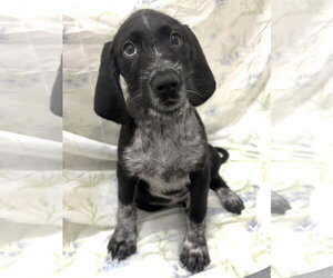 German Wirehaired Pointer-Unknown Mix Dogs for adoption in Wetumpka, AL, USA