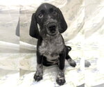 Small German Wirehaired Pointer Mix