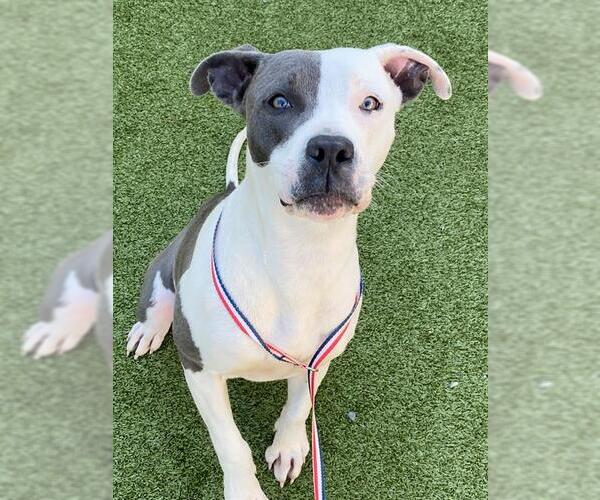 Medium Photo #1 American Pit Bull Terrier Puppy For Sale in Fayetteville, NC, USA