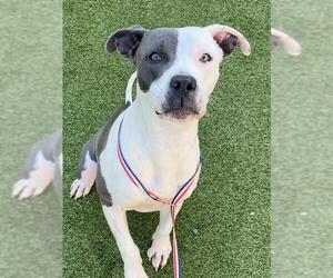 American Pit Bull Terrier Dogs for adoption in Fayetteville, NC, USA