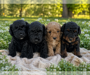 Havapoo Puppy for sale in HENDERSON, TN, USA