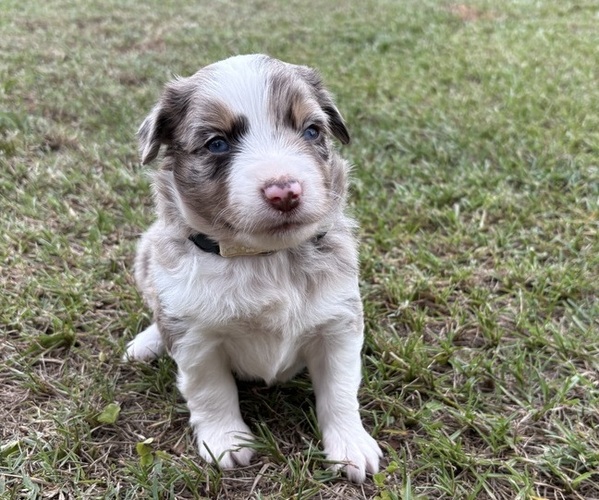 Medium Photo #14 Miniature Australian Shepherd Puppy For Sale in BEEBE, AR, USA