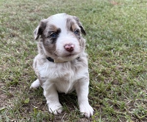 Medium Miniature Australian Shepherd