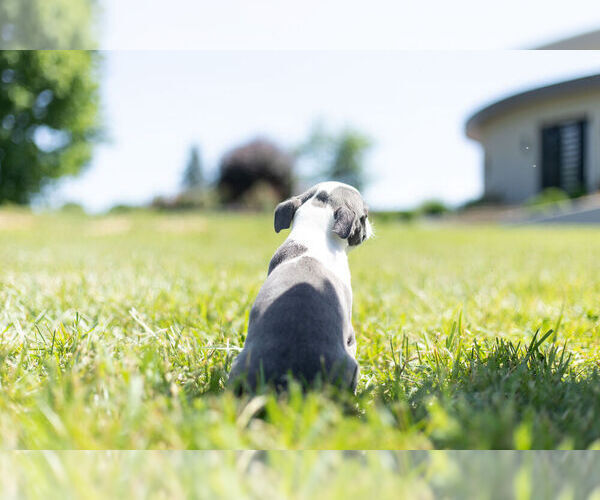 Medium Photo #6 Boston Terrier Puppy For Sale in WARSAW, IN, USA