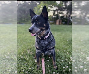 Mutt Dogs for adoption in Holly Springs, NC, USA