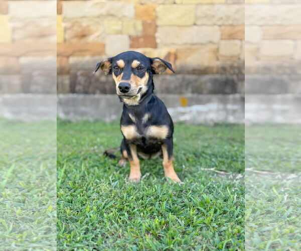 Medium Photo #1 Dachshund-Unknown Mix Puppy For Sale in PIPE CREEK, TX, USA