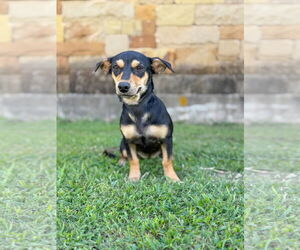Dachshund-Unknown Mix Dogs for adoption in PIPE CREEK, TX, USA