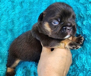 French Bulldog Puppy for sale in LAS VEGAS, NV, USA