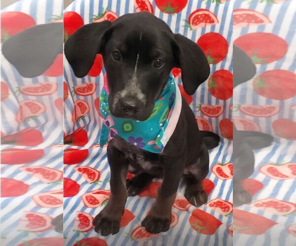 Medium Photo #2 Labrador Retriever-Unknown Mix Puppy For Sale in Tampa, FL, USA