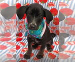 Small #1 Labrador Retriever Mix