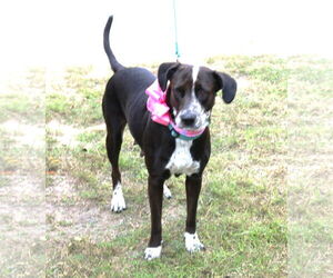 Plexie - Female Lab-Pointer Dog for Adoption - Photo #4