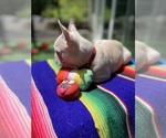 Small #4 Faux Frenchbo Bulldog
