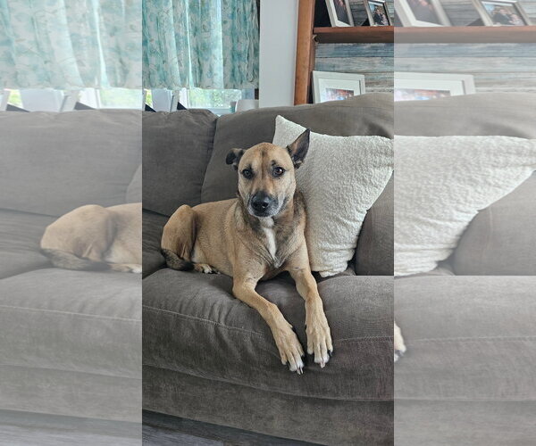 Medium Photo #1 Mutt Puppy For Sale in Rockaway, NJ, USA