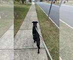 Small #3 Labrador Retriever