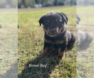 Rottweiler Puppy for sale in INOLA, OK, USA