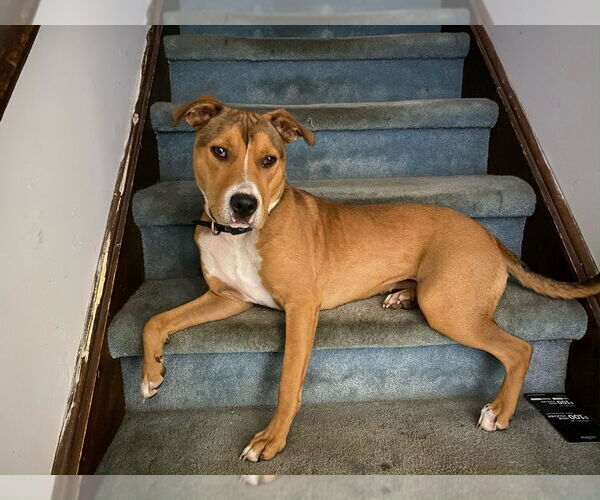 Medium Photo #15 American Staffordshire Terrier-Unknown Mix Puppy For Sale in Brewster, NY, USA