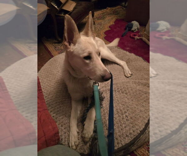 Medium Photo #3 - Mix Puppy For Sale in Winston Salem, NC, USA